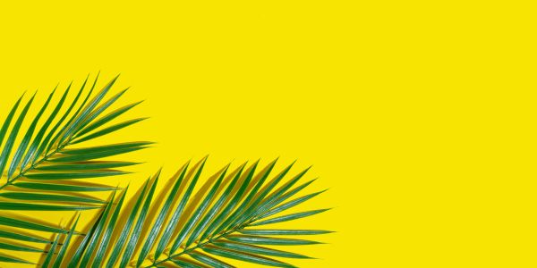 Green palm leaves on a yellow background.