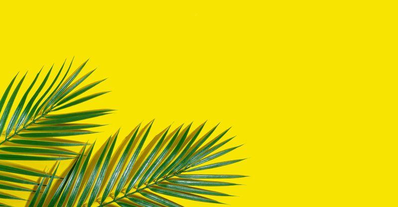 Green tropical palm leaves on a bright yellow background. Summer vacation, travel or fashion concept. Copy space
