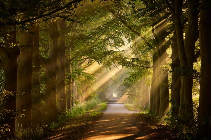 Image shows a straight road lined by evergreen trees with sunlight streaming through the branches.