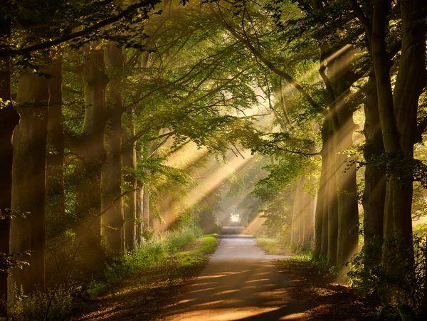 Sunlight filters through a forest path lined with tall trees.