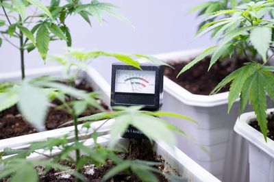 Cannabis Plant with PH meter in soil. 