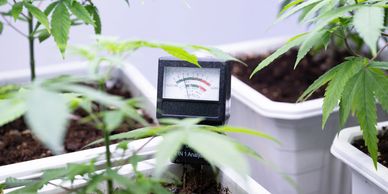 Cannabis Plant in soil. PH meter testing soil. 