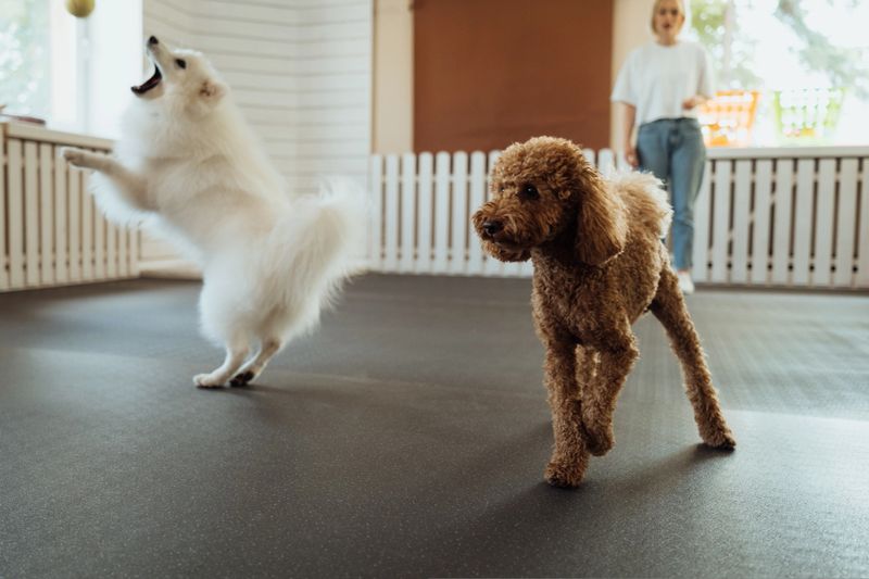 Brown Poodle and snow-white Japanese Spitz training together in pet house with dog trainer