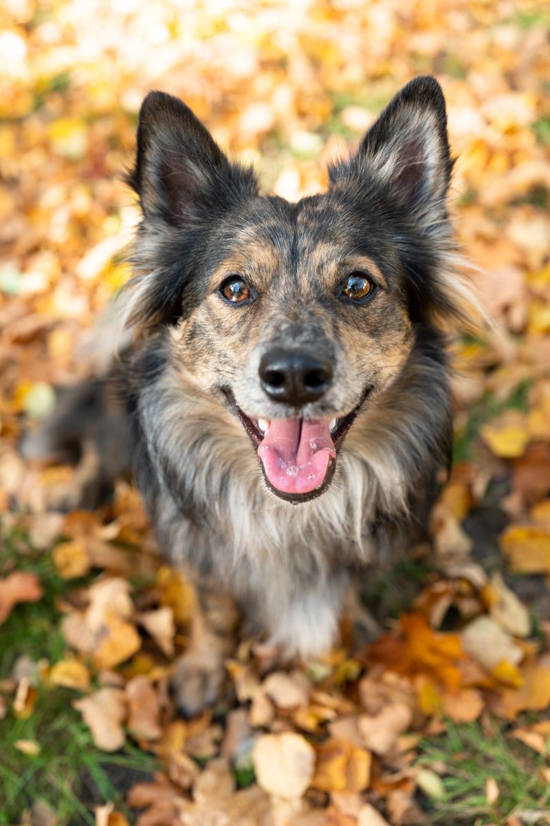 sitting between colorful autumn leaves