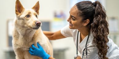 Veterinarian examining a dog with care and smile.