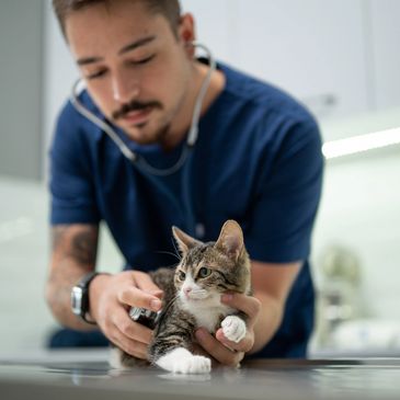 Médico revisando un gato con estetoscopio.