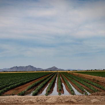 Irrigated farmland with mountains in the background under a cloudy sky.