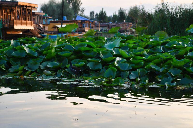 Dal Lake is the second largest lake in Jammu and Kashmir, and the most visited place in Srinagar by tourists and locals.  It is named the “Jewel in the crown of Kashmir” or “Srinagar's Jewel”.