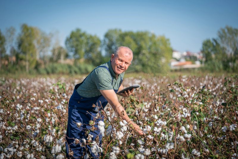 Mature farmer man controlling cotton growth with digital tablet in cotton field