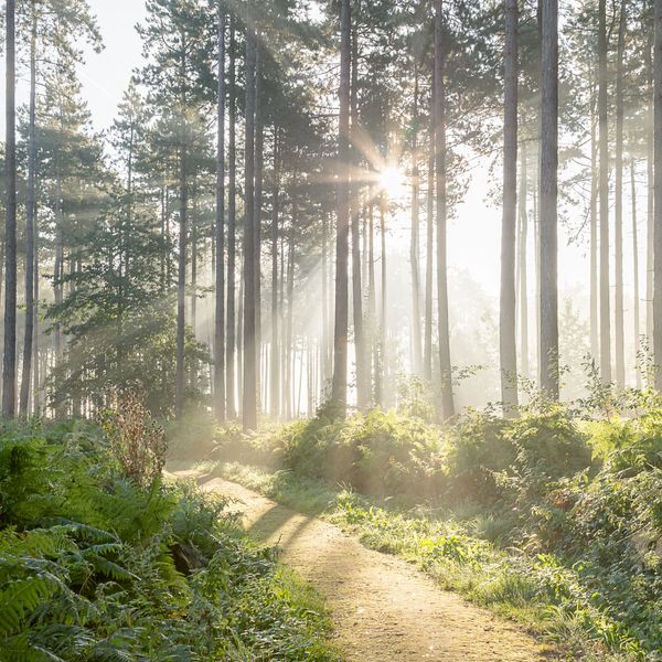Sunlight filtering through tall trees along a forest path.