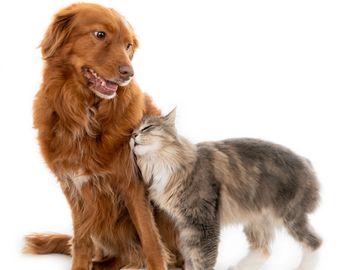 A dog and a cat showing affection.