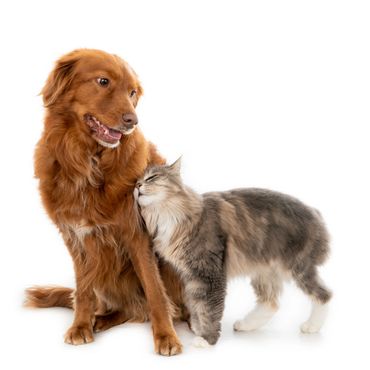 A brown dog and a gray cat showing affection against a white background.