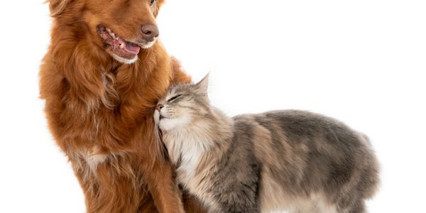 A fluffy cat affectionately nuzzles a friendly brown dog.