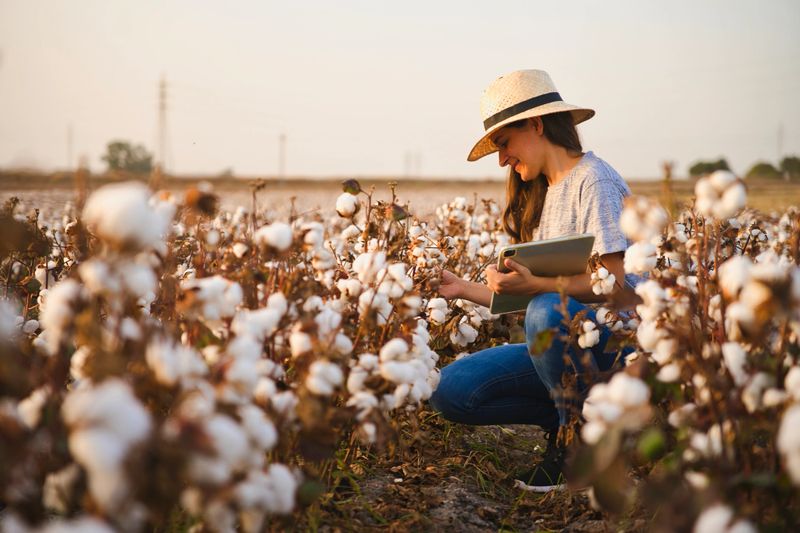 Smart cotton farmer checks the cotton field with tablet. Inteligent agriculture and digital agriculture. Female, young woman agronomist checking quality of cotton