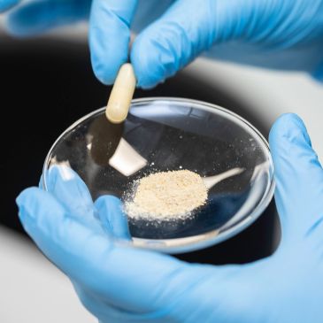 Gloved hands opening a capsule onto a petri dish with powder.