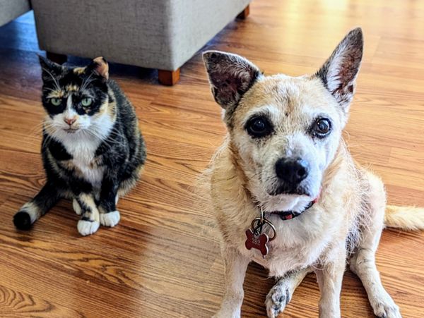Molly (cat) and Teddy wait patiently for some of my lunch.
