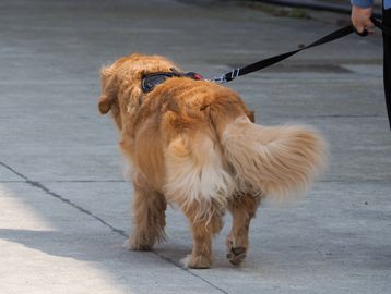 Golden retriever walking on a leash on a concrete path.