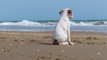 Dog sitting on the beach facing the ocean.