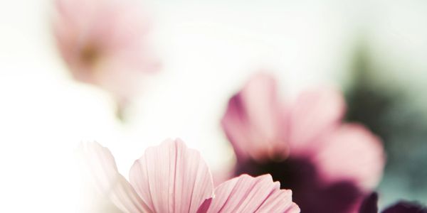 Close-up of pink flowers softly lit by sunlight against a bright sky.