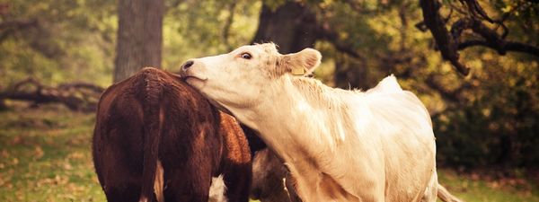 Woman kissing a calf lovingly outdoors.