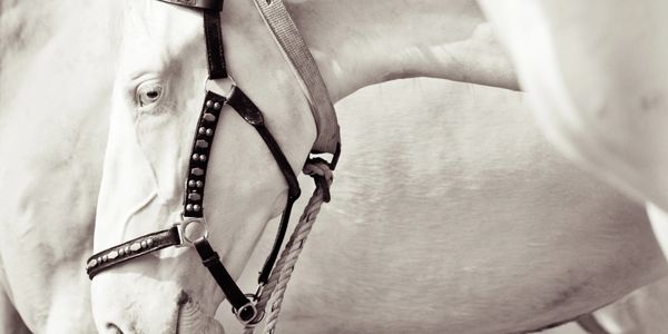 Close-up of a white horse with a decorated bridle in soft lighting.
