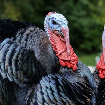Two turkeys with vibrant red and blue heads face the camera.