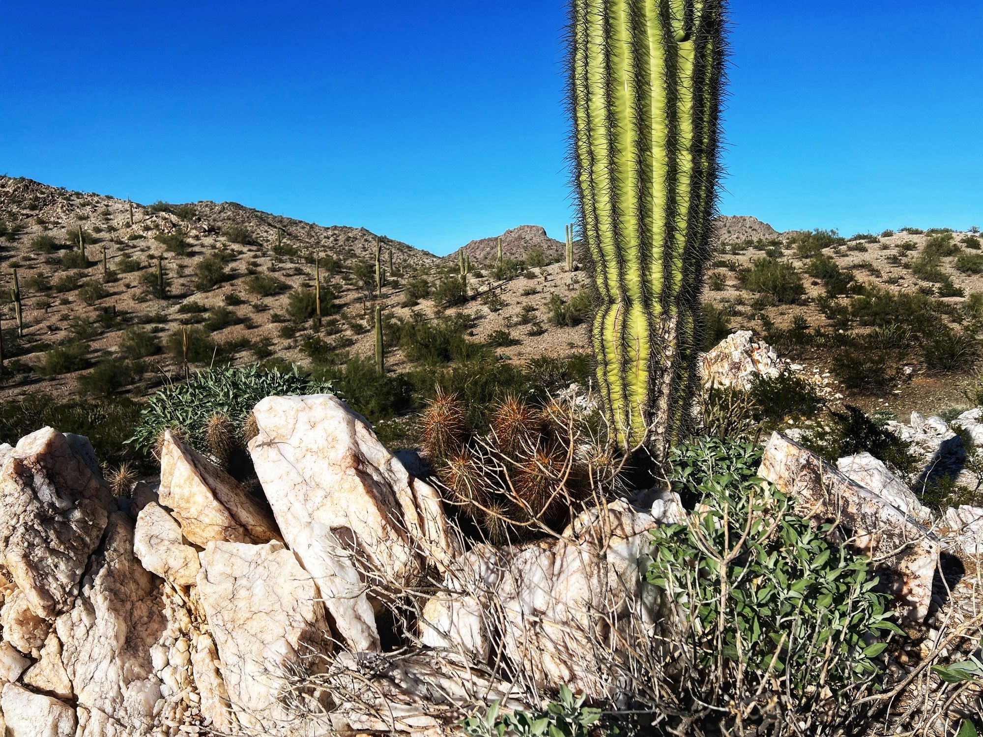 Desert landscape with tall cactus and rocky terrain under clear blue sky.