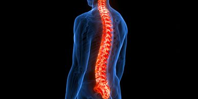 Spine
