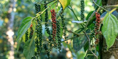 Pepper plantations in Kerala 