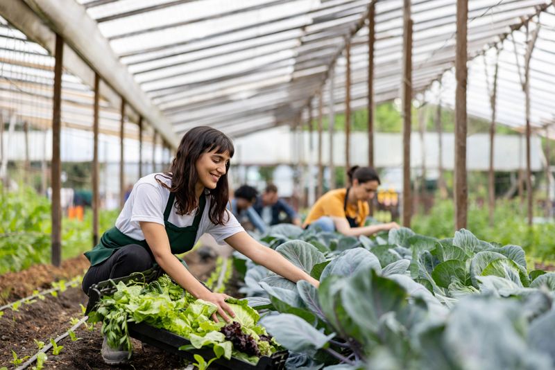 Happy group of Latin American workers working at an organic farm cultivating lettuce - sustainable lifestyle concepts