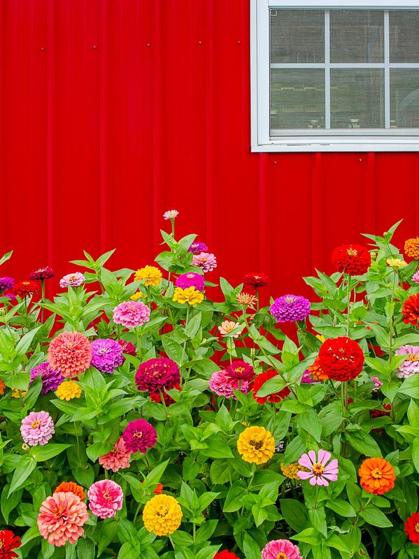 farm house micro farm red barn