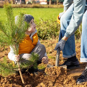 Child holding small tree while an adult digs a hole for planting.