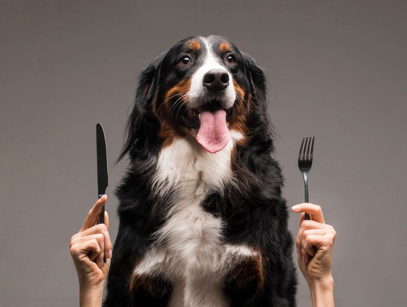 Hands of a man holding a fork and a knife next to a dog on a gray background. High quality photo