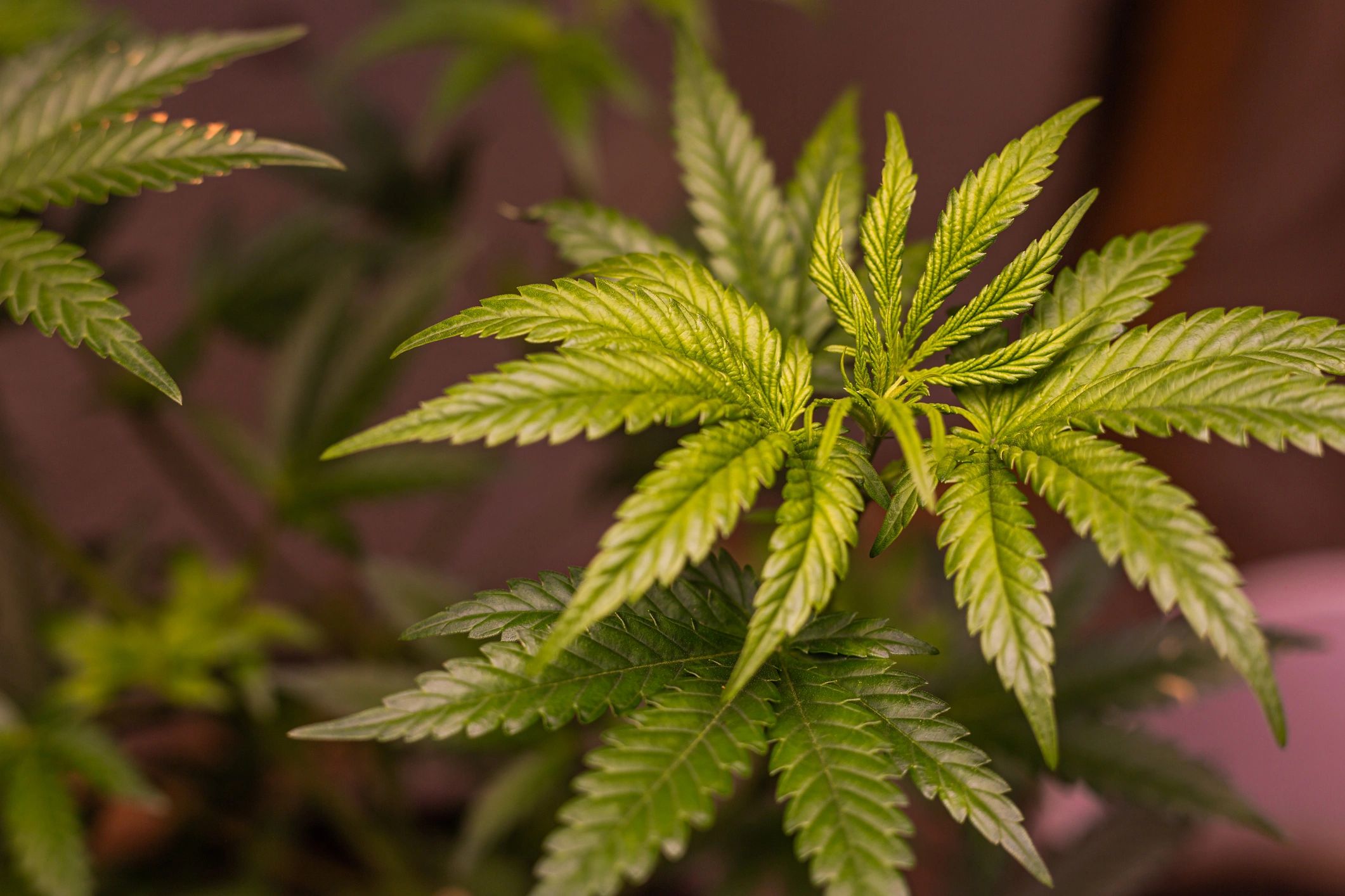 Washington residential weed growing help