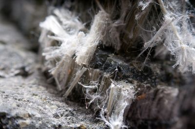 Close-up of fibrous mineral crystals embedded in rock.