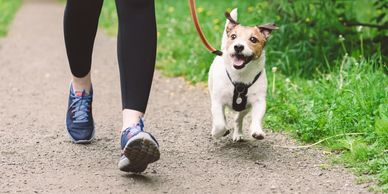 Person walking a happy small dog on a trail.