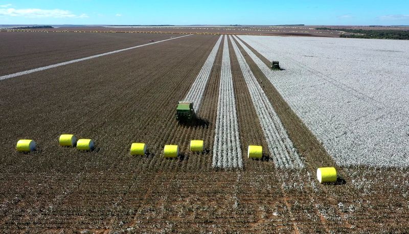 An aerial view of tractors harvesting cotton in the field in Goias, Brazil