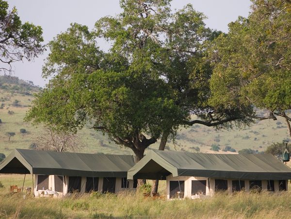 Wildlife Safari with www.yaotanzaniasafaris.com