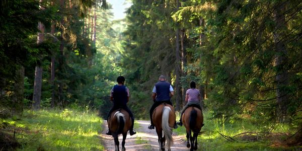 Three people riding horses on a forest path.