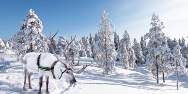 Reindeer in the article circle region of Lapland
