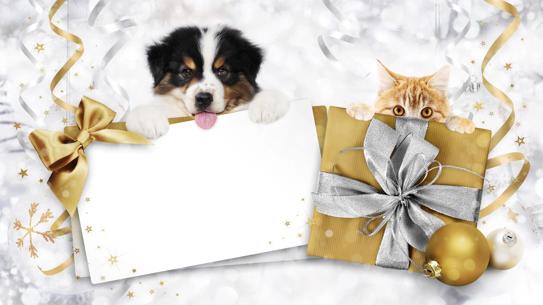 An adorable puppy and kitten peek behind a gold and silver envelope as a cleaning service gift idea