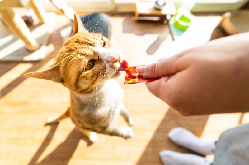 A young cat standing on its back legs to get a treat from his human in a bright naturally lit sun room.