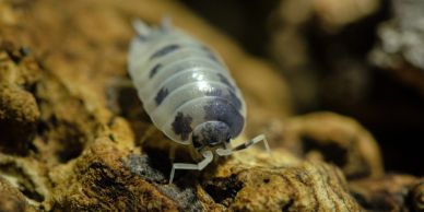 Close-up of a woodlouse on a piece of wood.