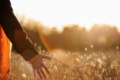 A hand gently touching tall grass in warm sunlight.