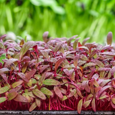 Fresh red amaranth microgreens with water droplets.