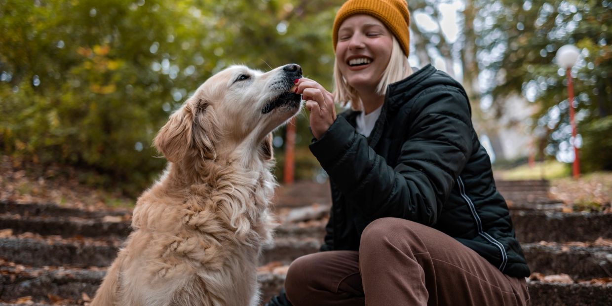 女人在户外喂金毛犬食物，快乐互动。