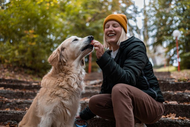 Woman owner giving pet treat reward to dog after obedience training. Woman and dog outdoors