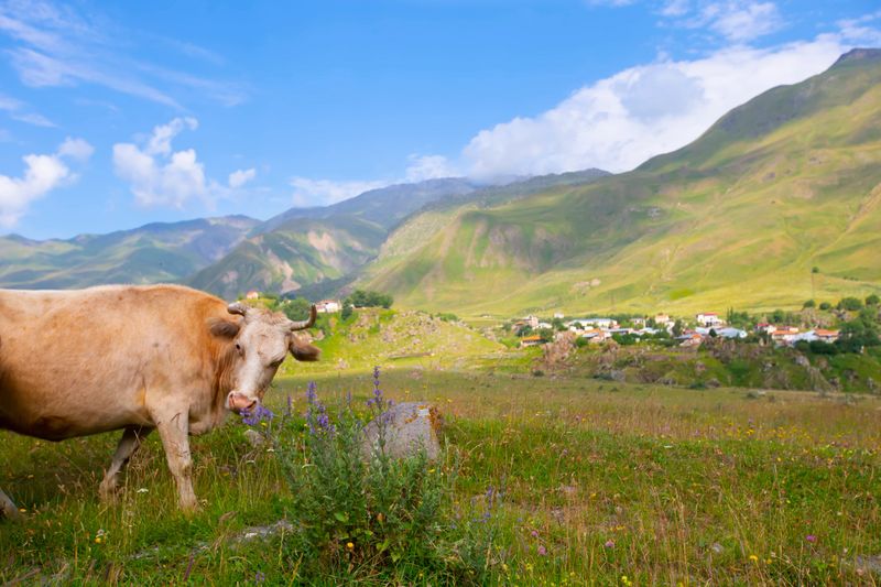 A cow grazes in a mountainous area, against the backdrop of beautiful landscapes. Cow in the mountains.