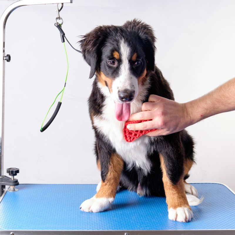 A man's hand with a silicone brush combs the chest of a Bernese mountain dog puppy. Grooming concept.