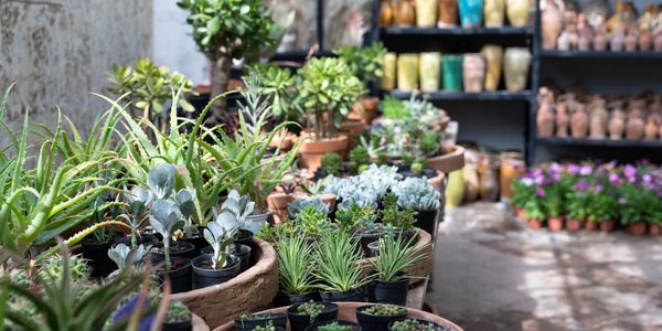 Various potted succulents and plants displayed on tables in a bright nursery.
